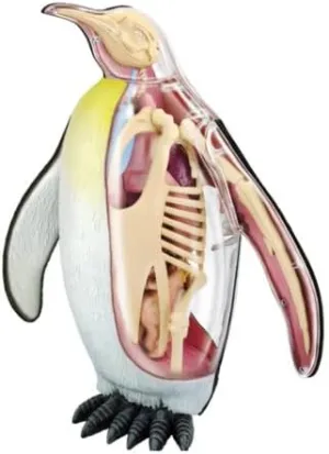4D Vision Emperor Penguin Anatomy Model - Medical Quality Collectible with Fully Detachable Organs and Body Parts