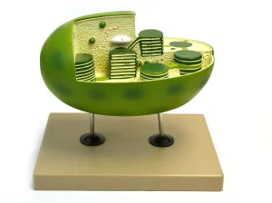 Eisco Labs Chloroplast Model with Cut Away Section to Reveal Internal Structures; Chloroplast 10" X 6"