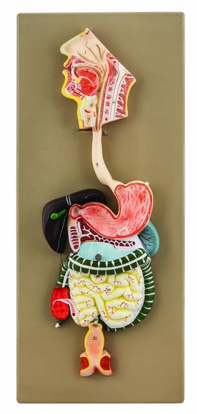 EISCO Hand Painted Human Digestive System Model, 2 Part Educational Tool, Detailing Gastrointestinal Tract & Organs