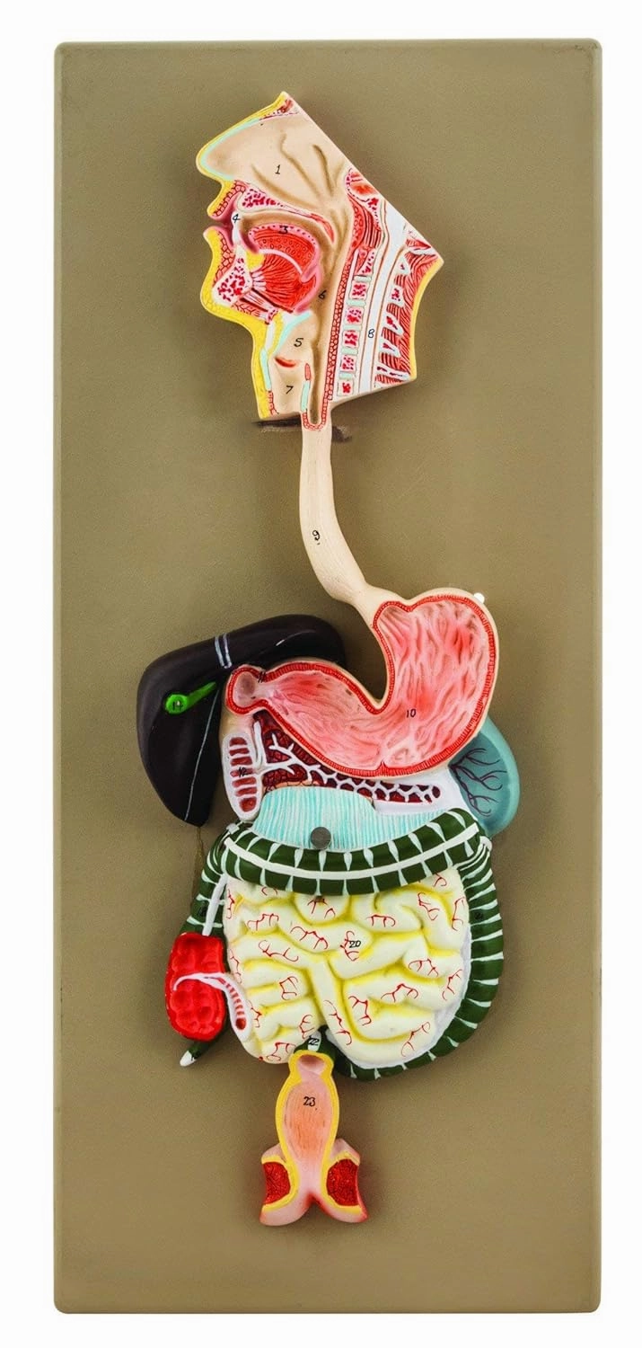 EISCO Hand Painted Human Digestive System Model, 2 Part Educational Tool, Detailing Gastrointestinal Tract & Organs