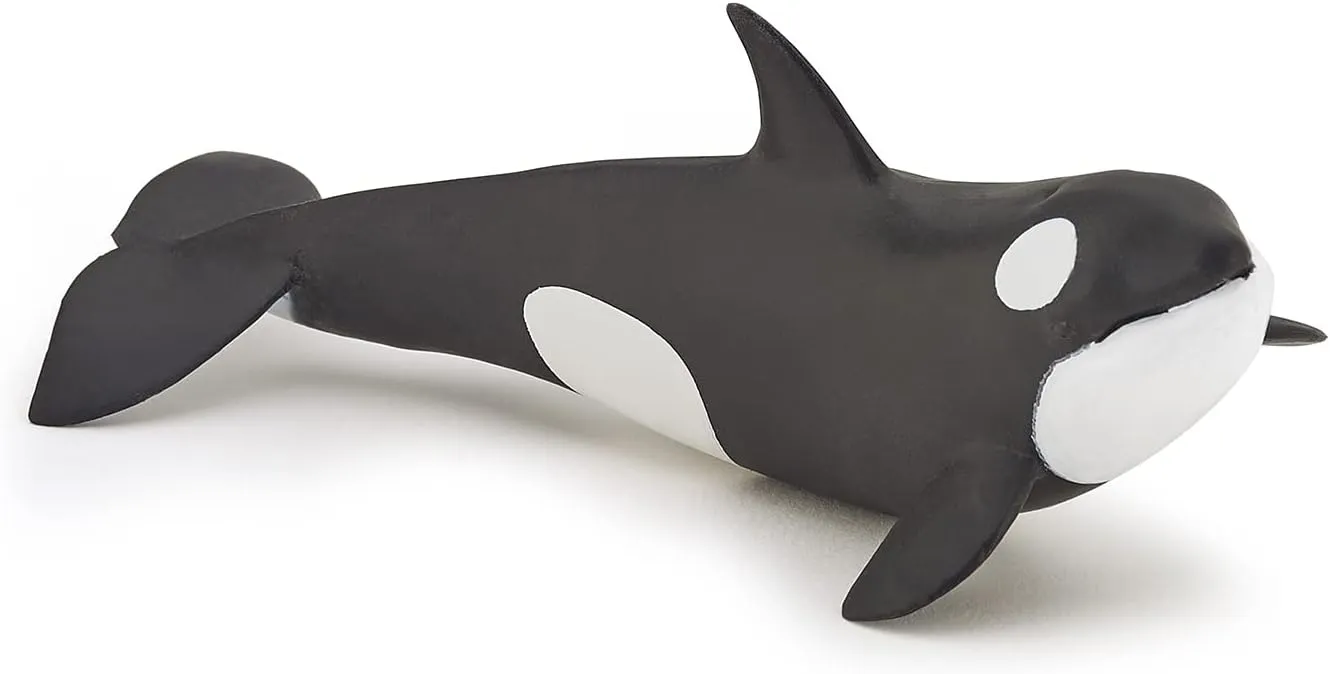 Papo - Hand-Painted - Figurine - Marine Life - Killer Whale Calf-56040 - Collectible - for Children - Suitable for Boys and Girls - from 3 Years Old