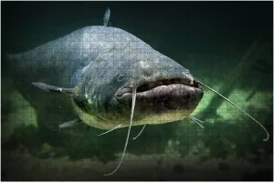 The Catfish Silurus Glanis 1000 Piece Jigsaw Puzzle Game - Colorful Large Puzzles Artwork for Adults Teens Puzzle Game Toy Gift