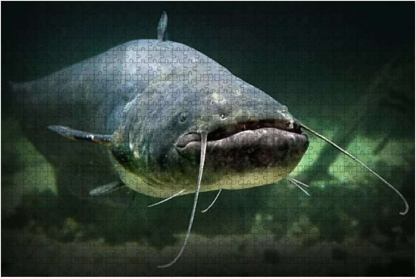 The Catfish Silurus Glanis 1000 Piece Jigsaw Puzzle Game - Colorful Large Puzzles Artwork for Adults Teens Puzzle Game Toy Gift